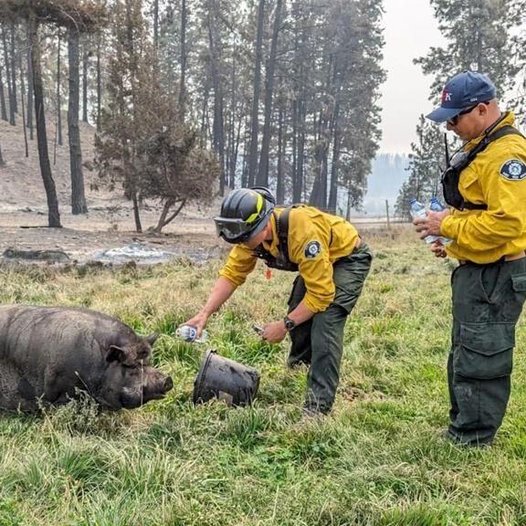 Helicopter airdrop of granola bars for Poomba the pig, after surviving B.C. wildfire